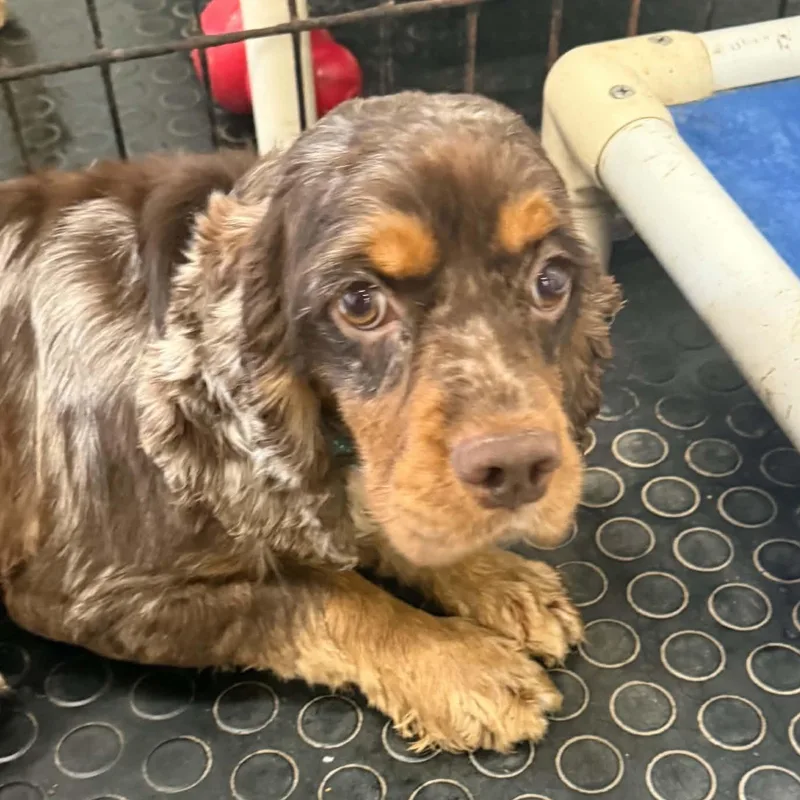 A young medium-sized male Cocker Spaniel dog named Hoover for adoption in Hartland, WI