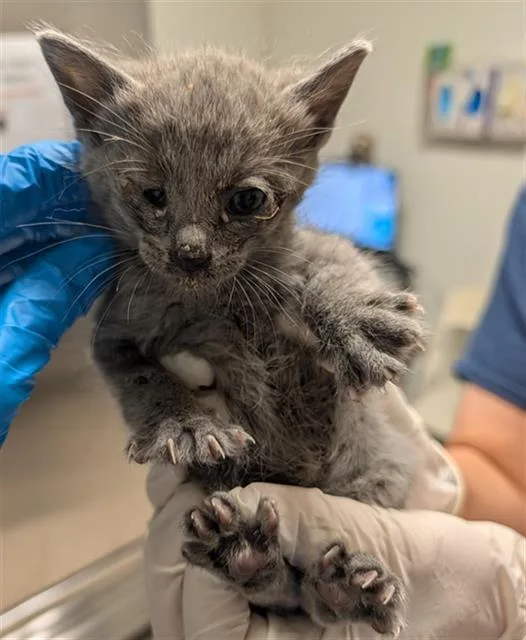 A baby small-sized male Domestic Short Hair cat named Damon for adoption in Bakersfield, CA