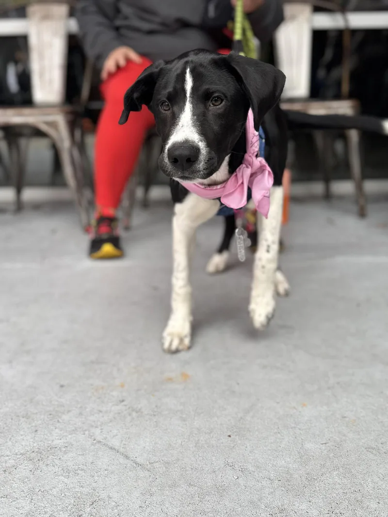 A baby medium-sized male Labrador Retriever dog named Roscoe for adoption in Holly Springs, NC