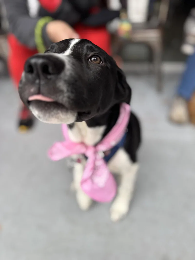 Roscoe thumbnail 2