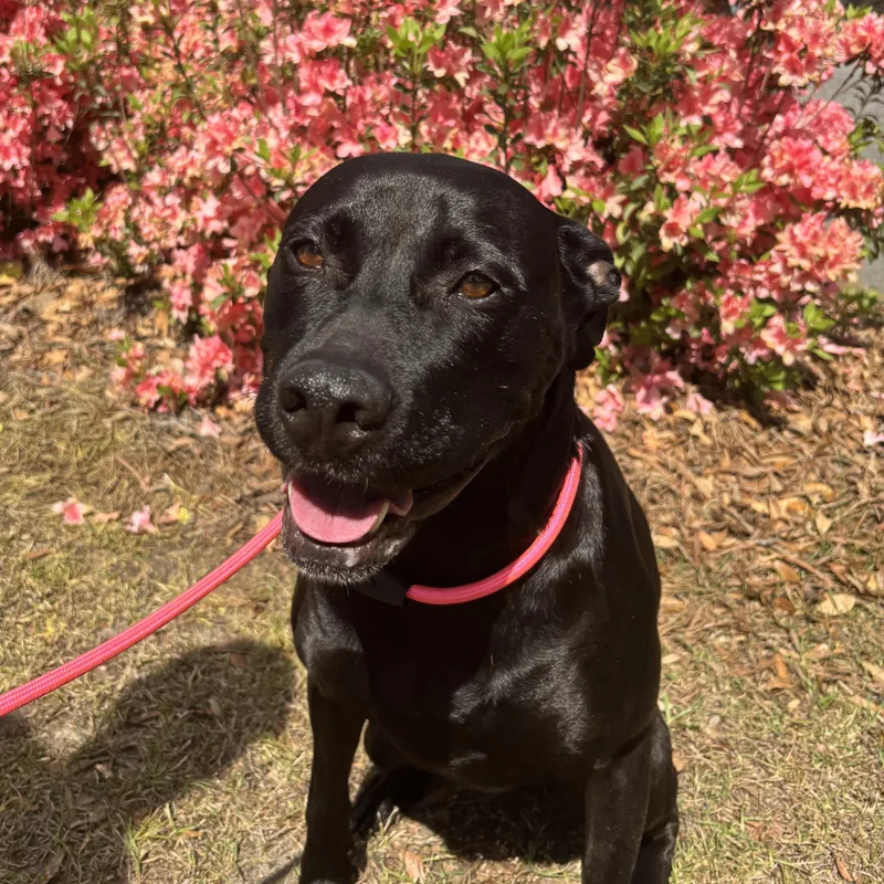 An adult large-sized female Black Great Dane dog named Hilda for adoption in Columbia, SC