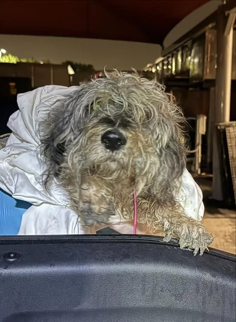 A young medium-sized male Terrier dog named Flynn for adoption in San Antonio, TX