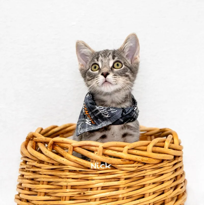 A baby small-sized male Domestic Short Hair cat named Nick for adoption in Hot Springs Village, AR