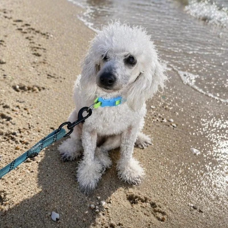 A young small-sized male Miniature Poodle dog named Olaf for adoption in Floresville, TX