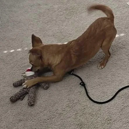 A young small-sized male Chihuahua dog named Big Papa for adoption in Justin, TX