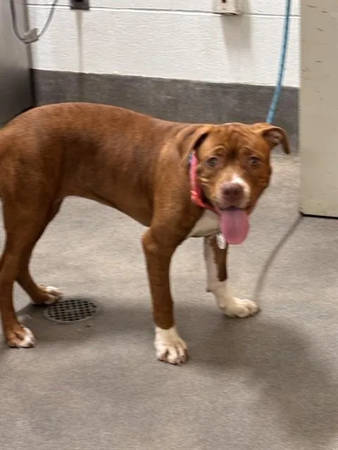 A young small-sized female Pit Bull Terrier dog named Sox for adoption in Upper Marlboro, MD