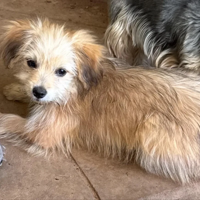 Milo
