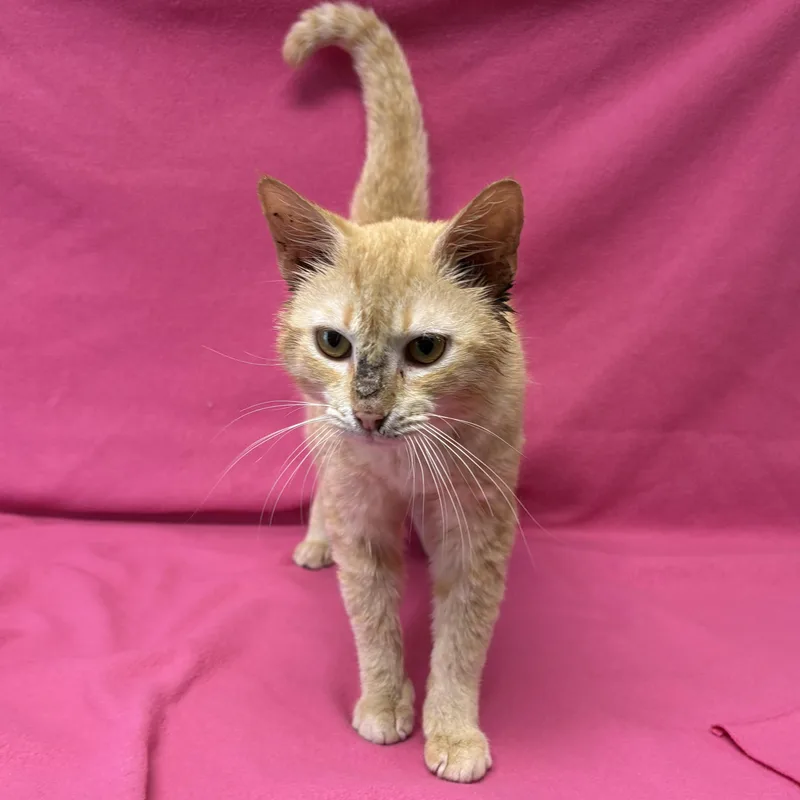 A young medium-sized male Tabby (Orange / Red) Domestic Short Hair cat named Hartford for adoption in Valdosta, GA