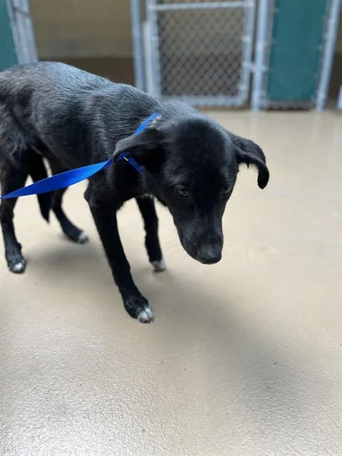 A young medium-sized female Australian Shepherd dog named Leia for adoption in Chula Vista, CA