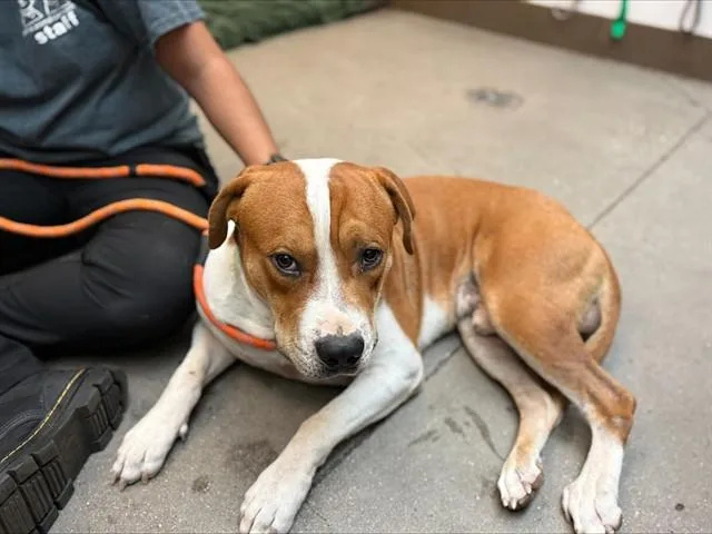 A young large-sized male Pit Bull Terrier dog named Humbe for adoption in Tucson, AZ