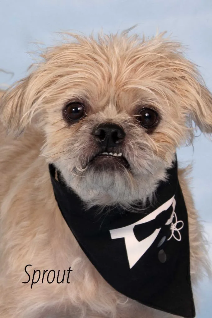 An adult small-sized male Terrier dog named Sprout for adoption in Gilbert, AZ