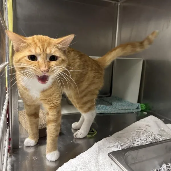 An adult small-sized male Domestic Short Hair cat named Sir Simon for adoption in Des Moines, IA