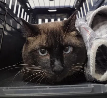 An adult small-sized female Brown / Chocolate Siamese cat named Claire for adoption in Sacramento, CA