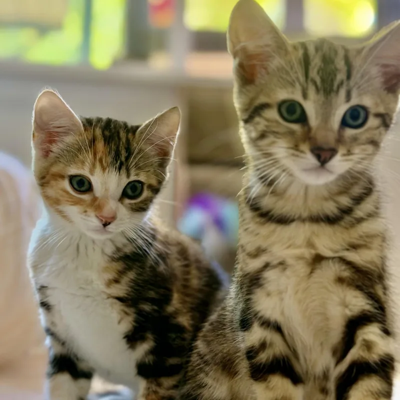 A baby small-sized female Calico cat named Milo and Maple for adoption in Half Moon Bay, CA