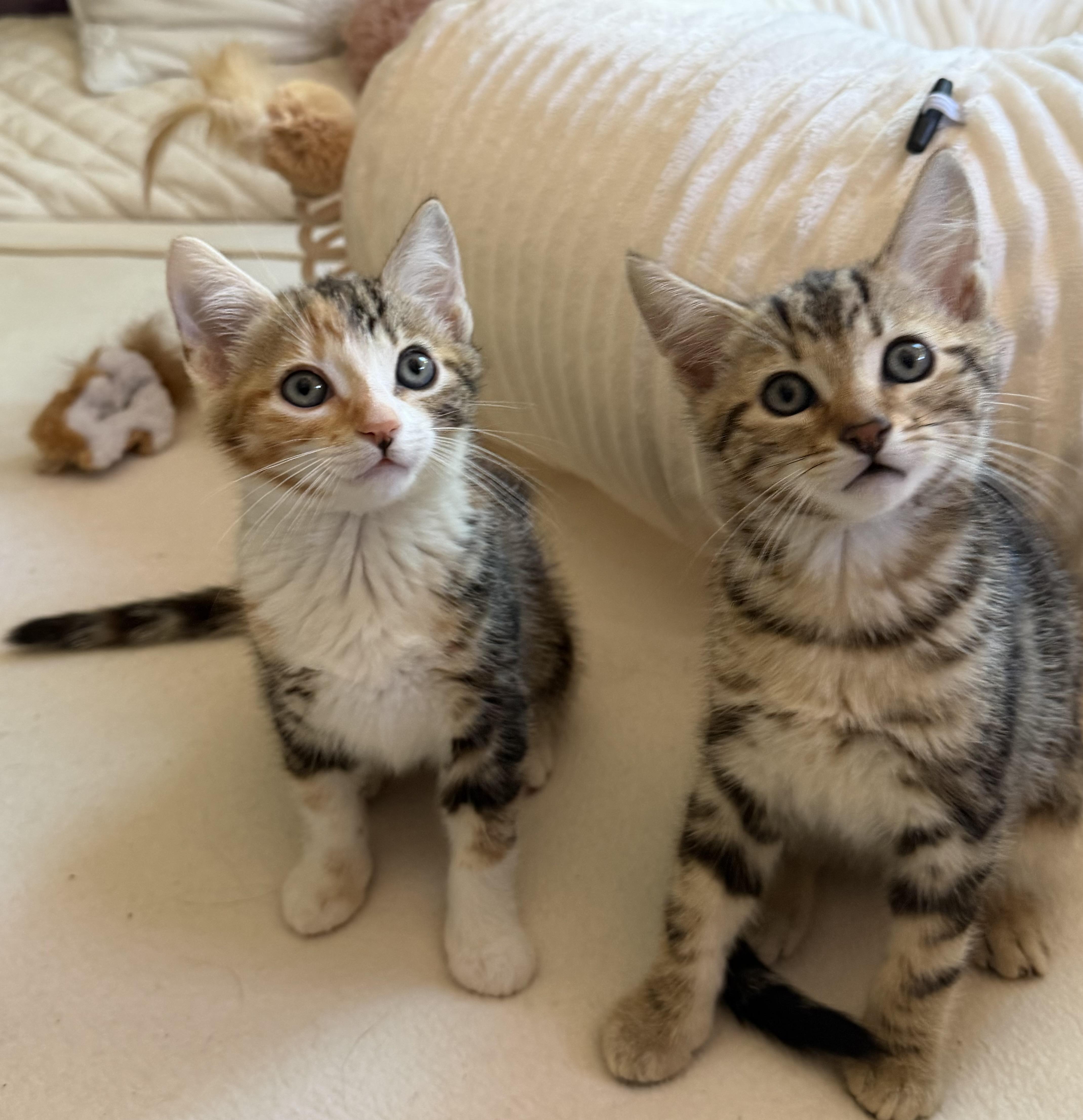 Milo and Maple thumbnail 3