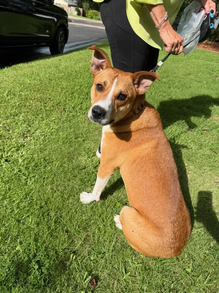 An adult medium-sized male Carolina Dog dog named Champ for adoption in Queen City, TX
