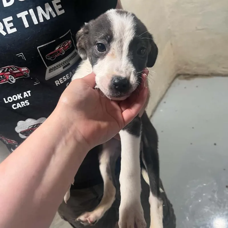 A baby large-sized female Black Border Collie dog named Scarlett for adoption in Pasadena , MD