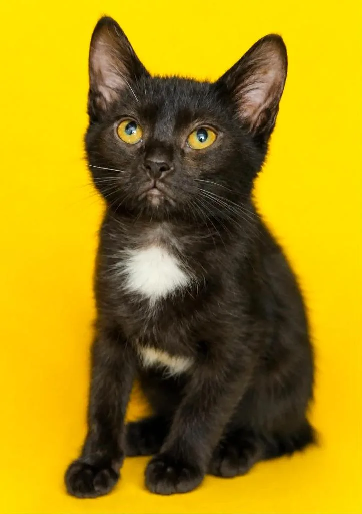 A baby small-sized female Domestic Short Hair cat named Sally for adoption in Columbia, TN