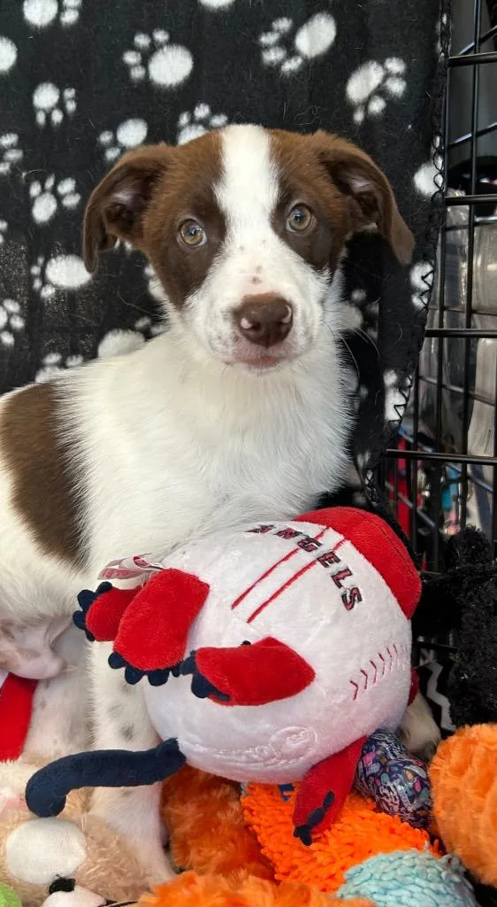 A baby medium-sized male Australian Shepherd dog named Brady for adoption in Cottonwood, AZ
