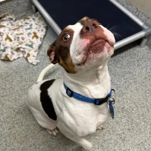 Thaddeus Micah thumbnail 3