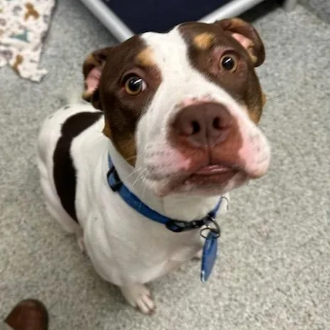 Thaddeus Micah thumbnail 4