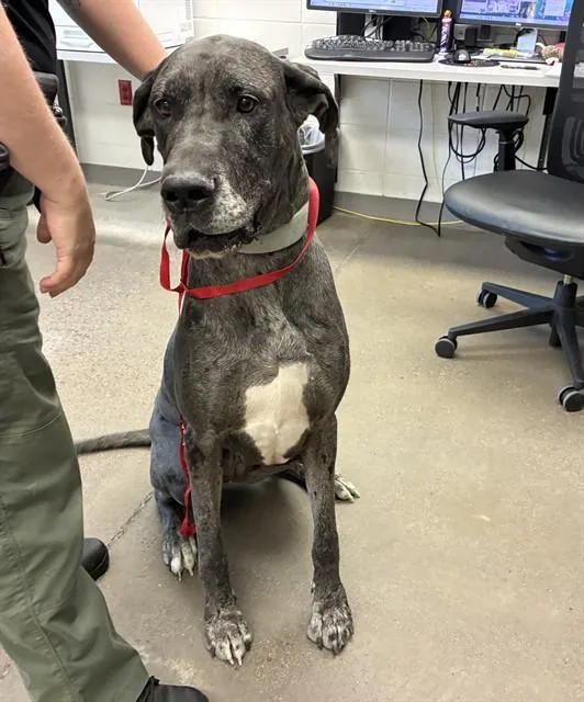 An adult large-sized female Great Dane dog named Mulan for adoption in Mesa, AZ