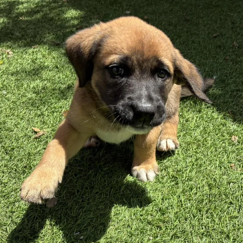 A baby medium-sized female Brown / Chocolate Chocolate Labrador Retriever dog named Skylar for adoption in LOXAHATCHEE, FL