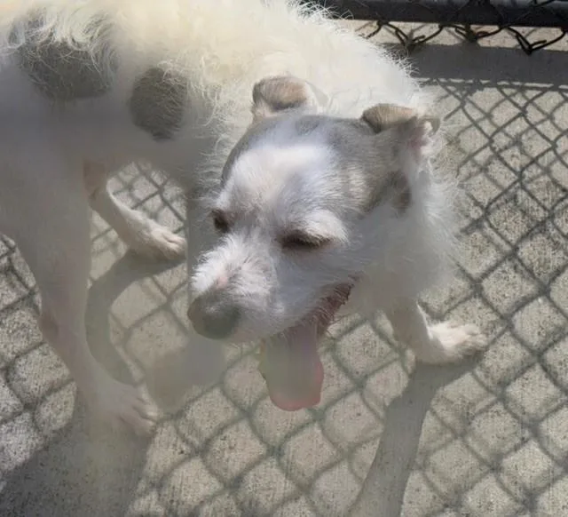 An adult medium-sized male Rat Terrier dog named Casper for adoption in Tulsa, OK