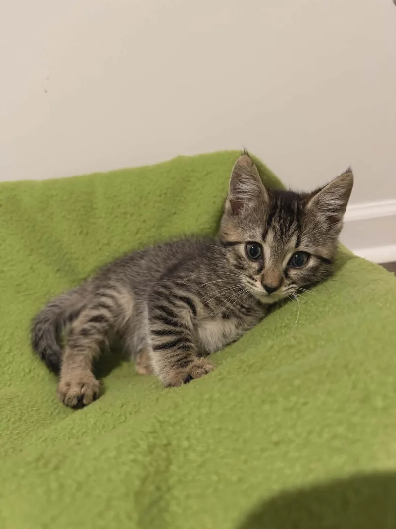 A baby medium-sized male Domestic Short Hair cat named Jalapeno for adoption in Savannah, GA