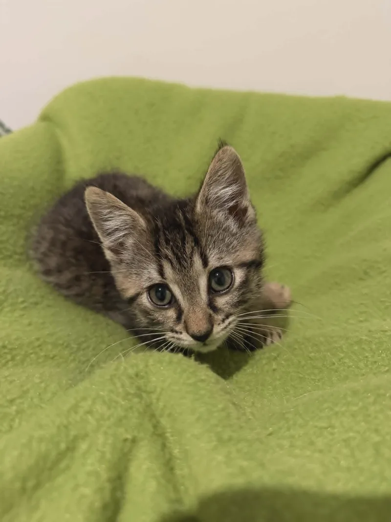 Jalapeno thumbnail 3