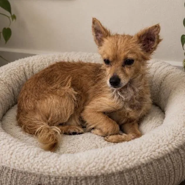 An adult small-sized male Yellow / Tan / Blond / Fawn Chihuahua dog named Stevie for adoption in Sonoma, CA
