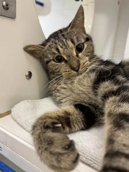 An adult medium-sized female Domestic Short Hair cat named Lady Maudeline Everglot for adoption in Vero Beach, FL