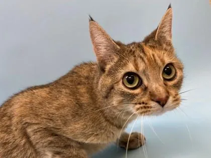 An adult small-sized female Domestic Short Hair cat named Ashi for adoption in Woodbury, MN