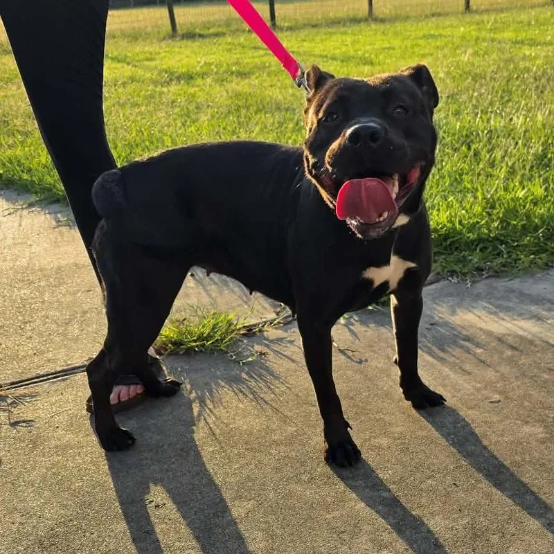 An adult medium-sized female Black American Staffordshire Terrier dog named Rizzy for adoption in Beulaville, NC