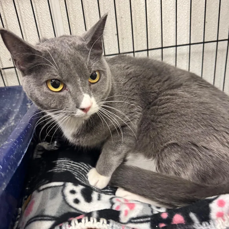 A young medium-sized female Gray / Blue / Silver Domestic Short Hair cat named Lulu for adoption in Hamburg, NY