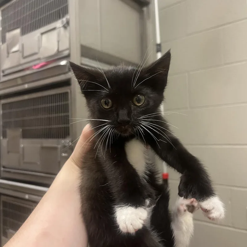 A baby small-sized female Black Domestic Short Hair cat named Bean for adoption in Bristol, IN