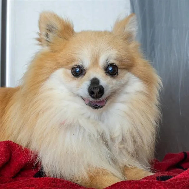 A senior small-sized male Pomeranian dog named Johnny for adoption in St. Louis, MO