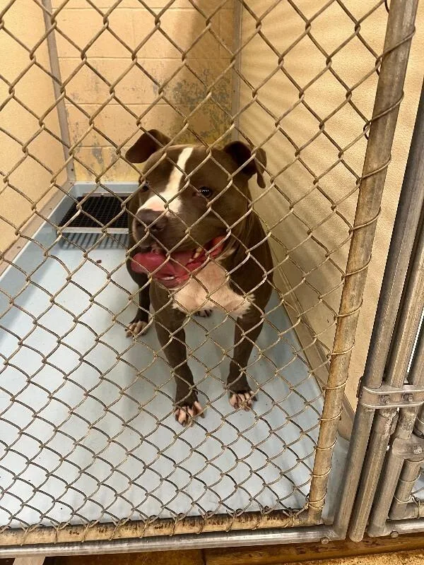An adult large-sized male Gray / Blue / Silver Mixed Breed dog named Trampoline for adoption in Cincinnati, OH