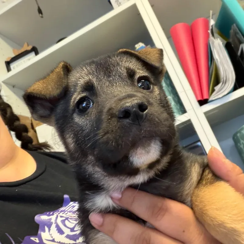 A baby small-sized male Yellow / Tan / Blond / Fawn Norwegian Elkhound dog named Asparagus for adoption in Newark, NJ