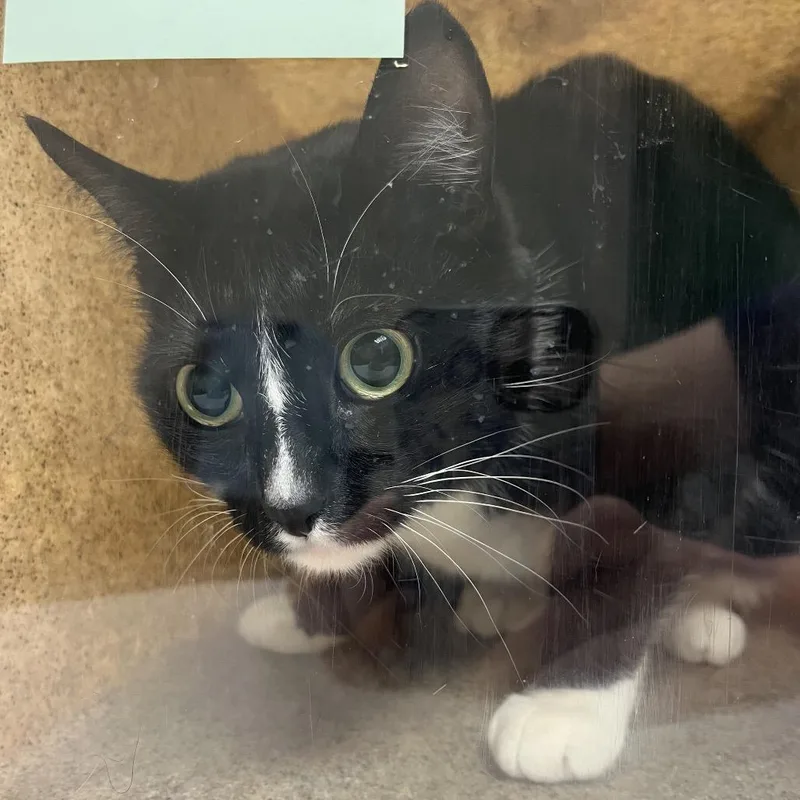 An adult medium-sized female Black Domestic Short Hair cat named Pepe for adoption in Reno, NV