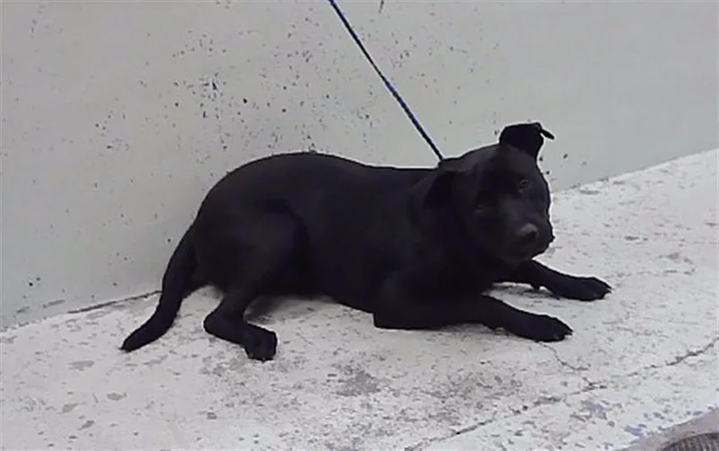 Onyx