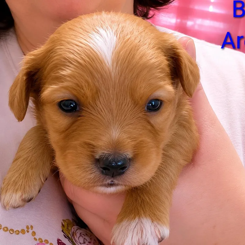 Archie