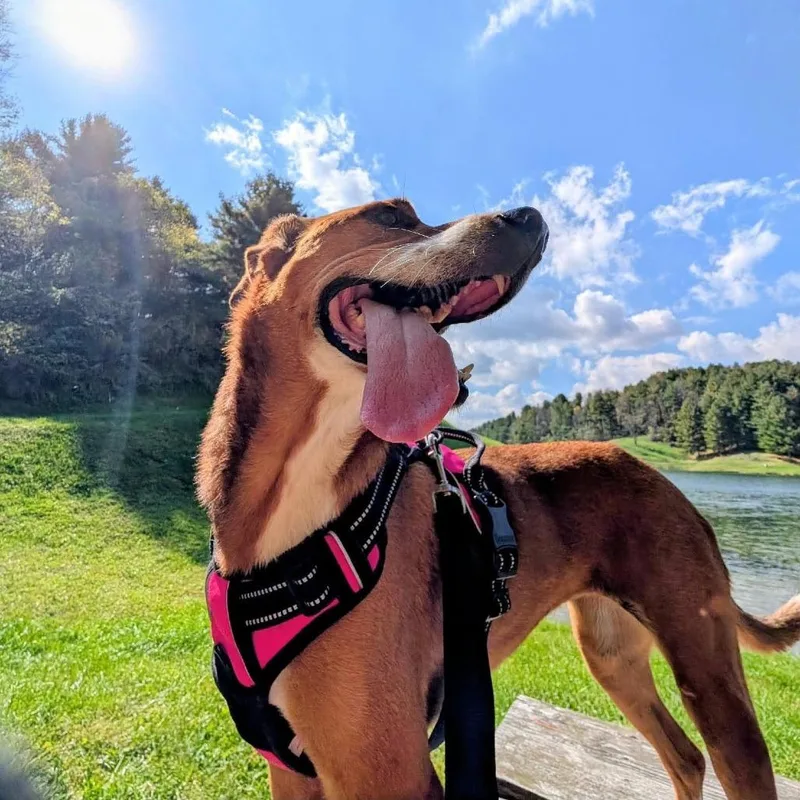 An adult medium-sized female Shepherd dog named Wendy for adoption in Fairfax, VA