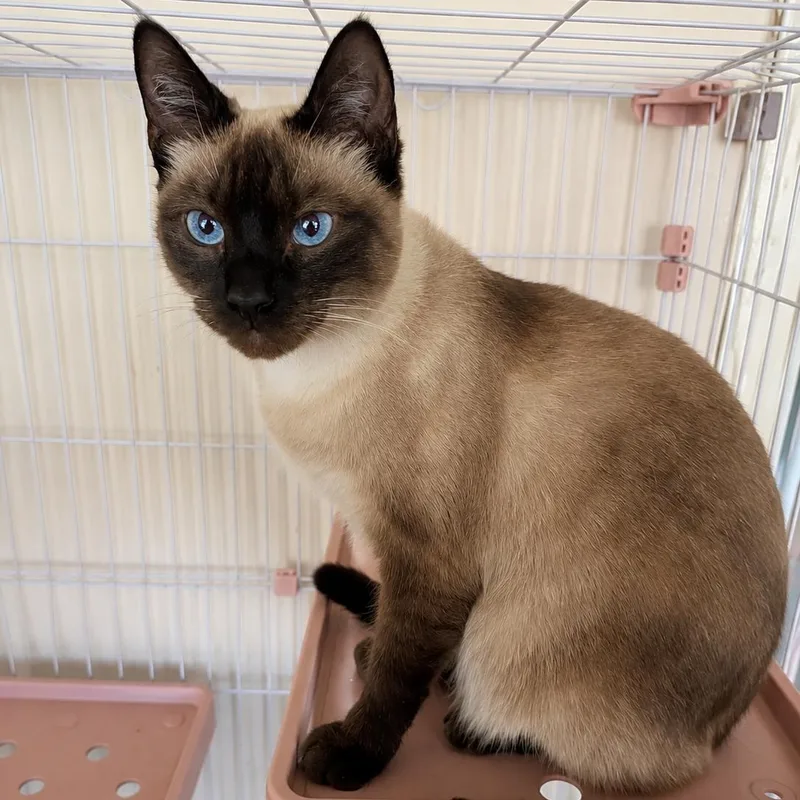 A young medium-sized female Seal Point Siamese cat named Latipha for adoption in Stamford, CT