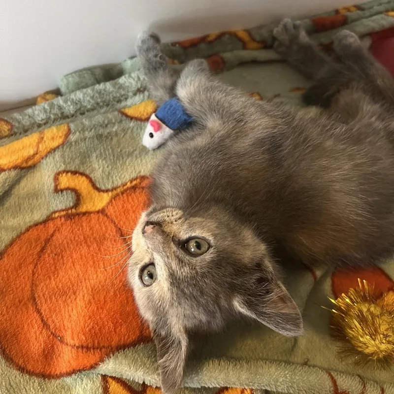 A baby small-sized female Tortoiseshell Domestic Short Hair cat named Rachel for adoption in Marion, IL
