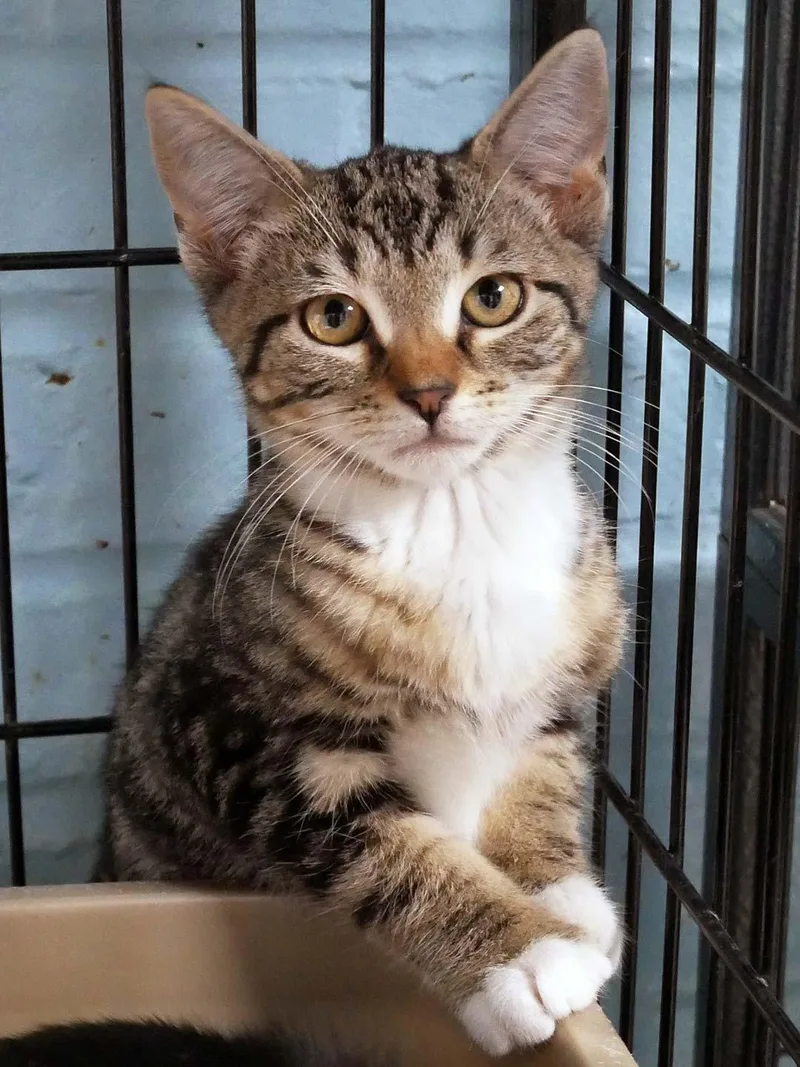 A baby small-sized male Domestic Short Hair cat named Hiro for adoption in Bloomingdale, NJ