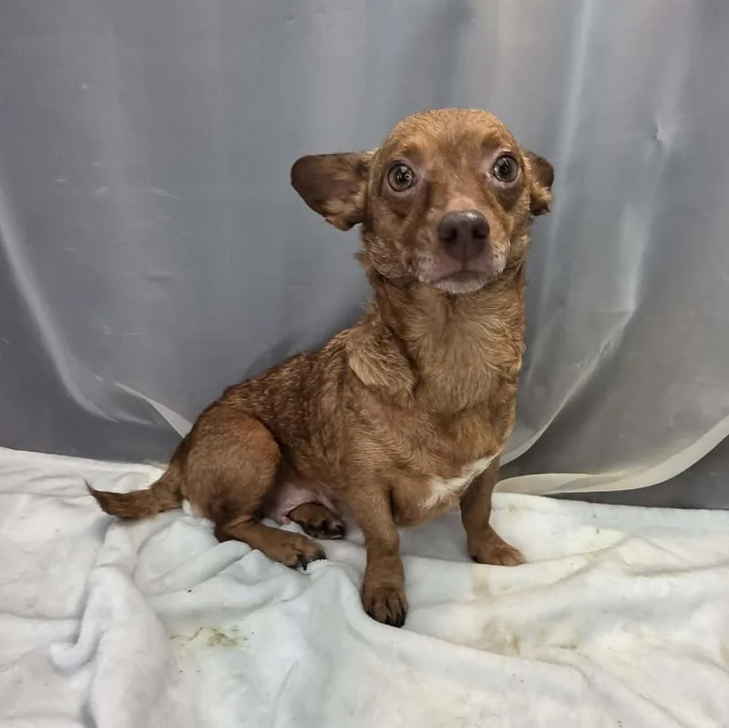 An adult small-sized female Red / Chestnut / Orange Chiweenie dog named Ravioli for adoption in Foley, AL
