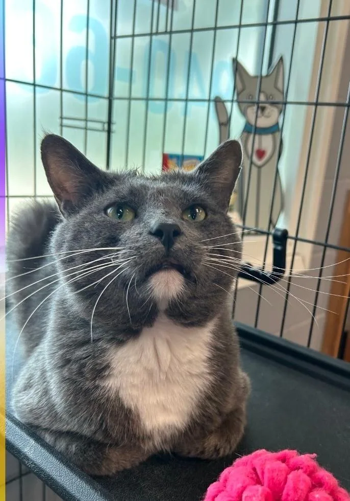 An adult large-sized male Gray & White Domestic Short Hair cat named Dr. Phil for adoption in Gainesville, TX