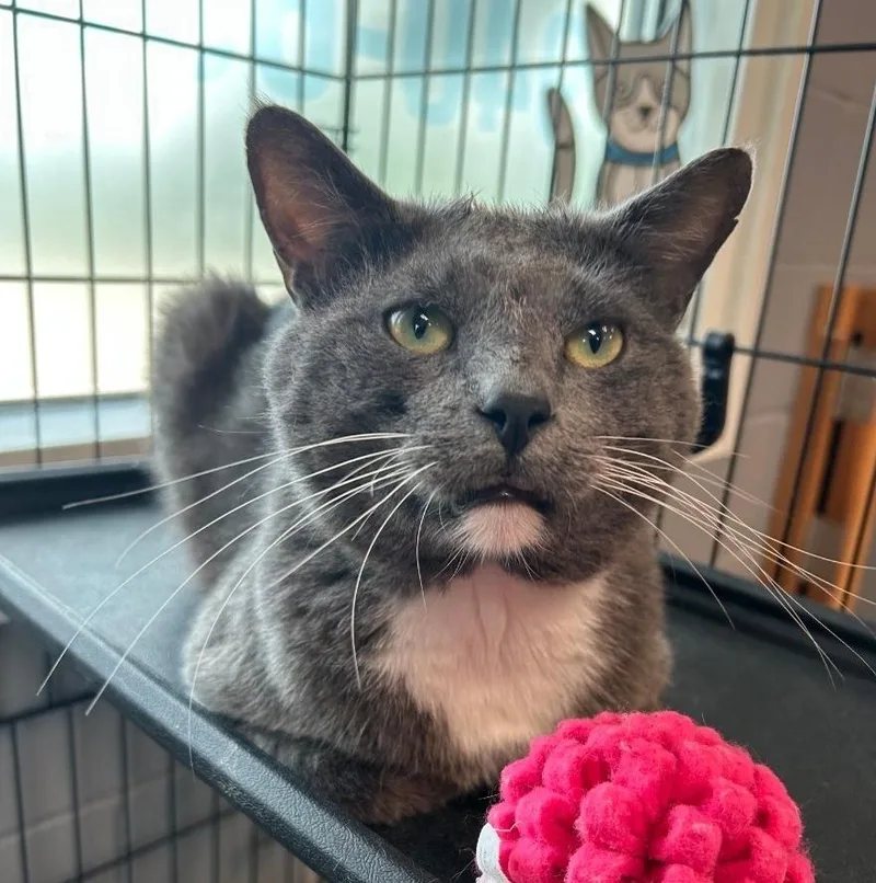 Dr. Phil thumbnail 2