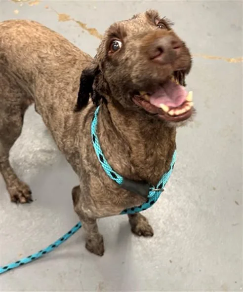 An adult large-sized female Poodle dog named Cora for adoption in Peoria, IL